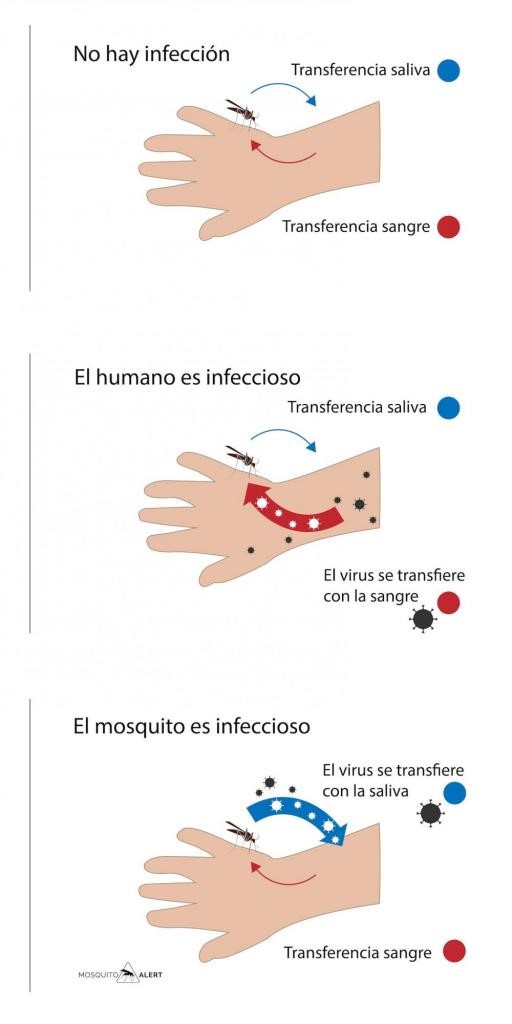 transferencia sangre saliva mosquitos.jpg