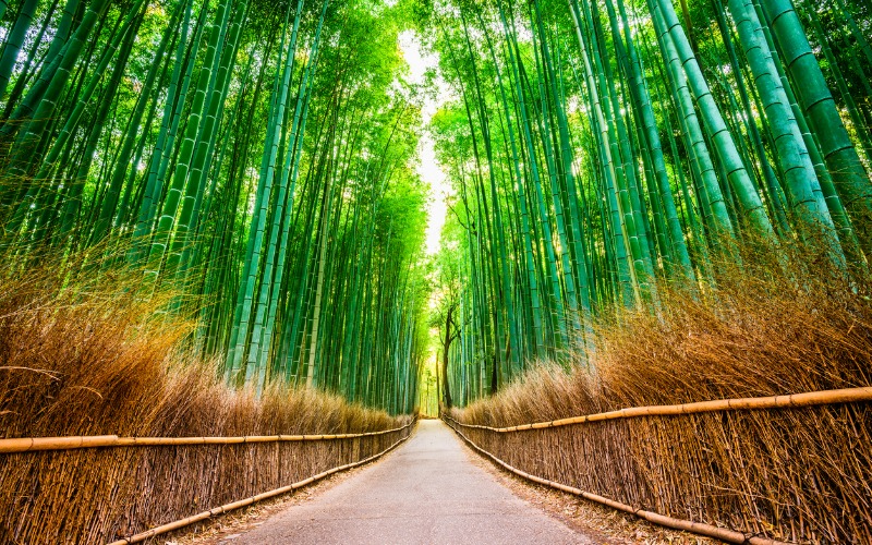 conservar los ecosistemas bosque de bambú