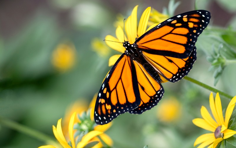 mariposa monarca biodiversidad