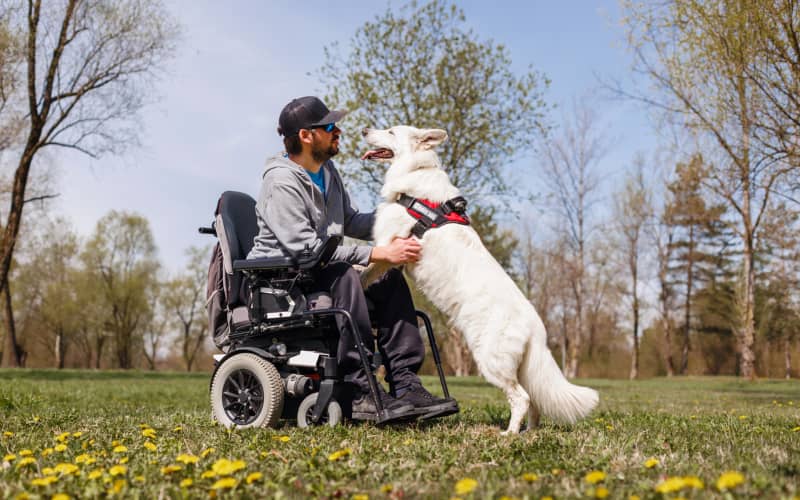Hombre en silla de ruedas eléctrica interactuando con su perro de asistencia blanco con arnés de servicio en un parque al aire libre en un día soleado