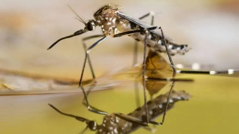 Mosquitos invasores