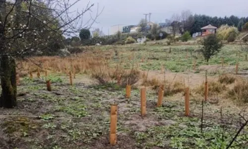 Plantación MadBlue Marzo 2022