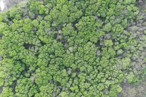 Bosque ecofuneral Yucatán