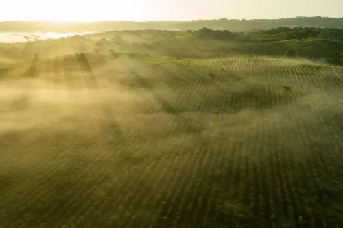 Bosque Yucatán 2022