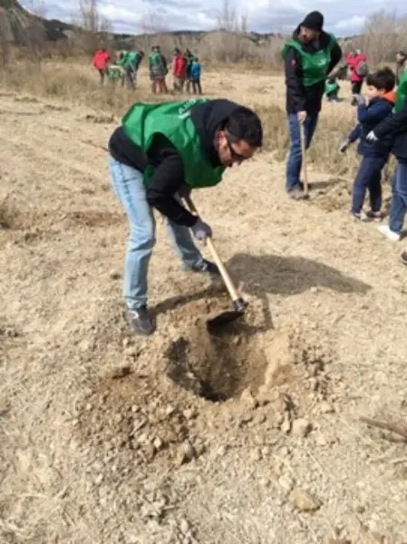 Plantación Zuera 2014