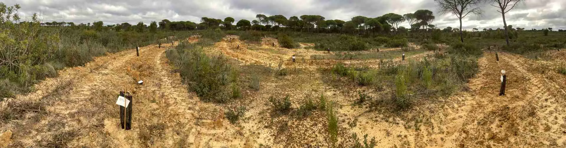 Bosque Memorial 2022
