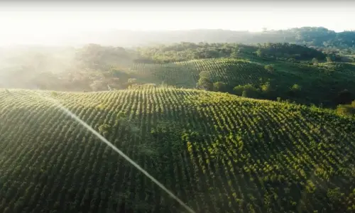 Un millón de árboles Yucatán