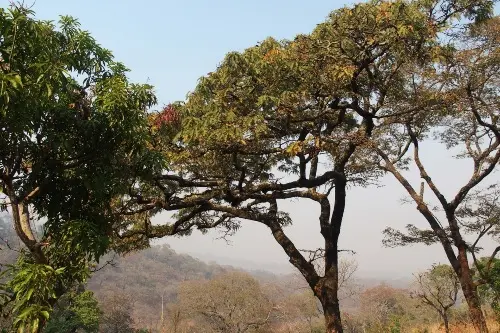 Un millón de árboles Malawi