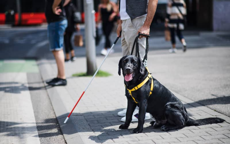 Un perro guía de color negro con arnés amarillo esperando en un cruce junto con la persona a la que ayuda que está justo al lado con un bastón guía.