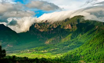 Baños de bosque