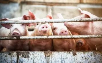 efectos de la carne en nuestro cuerpo