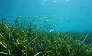 tipos de ecosistemas