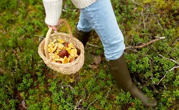 cesta de setas comestibles tipos de setas comestibles