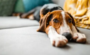 Seguro hogar mascotas bienestar animal