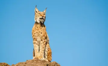 animales en peligro de extinción españa