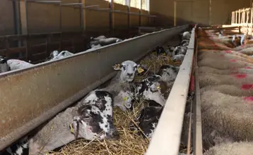 industria agroalimentaria