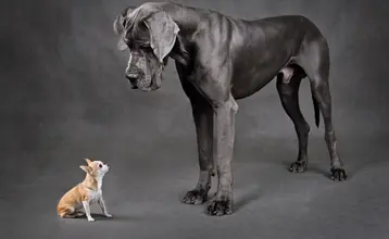 Franquicias dentales