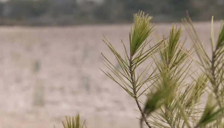 Bosque Zaragozanos 1