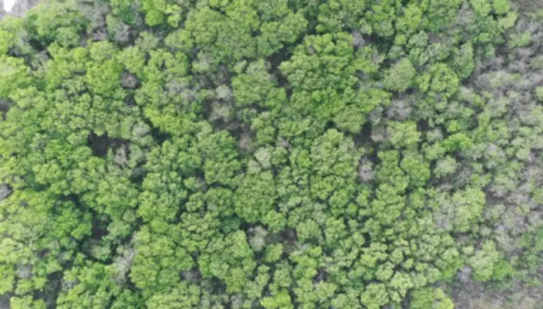 Bosque yucatan