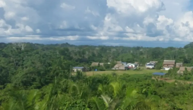 Plantación Amazonía Peruana