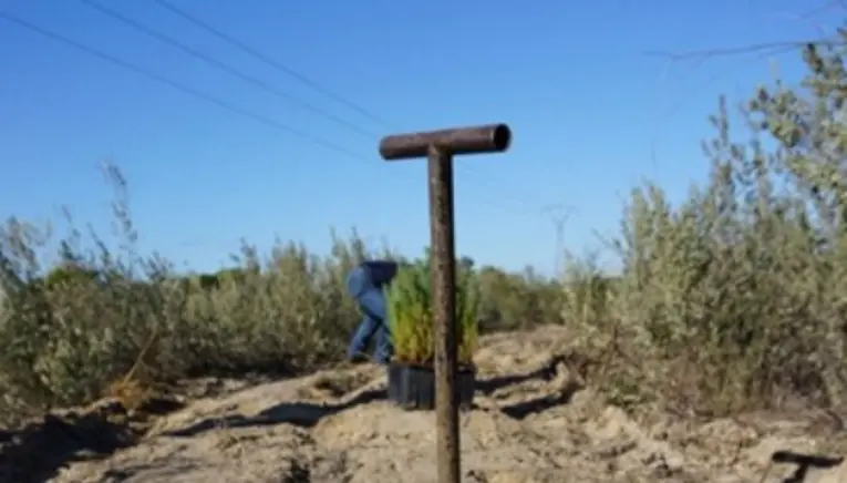 Doñana