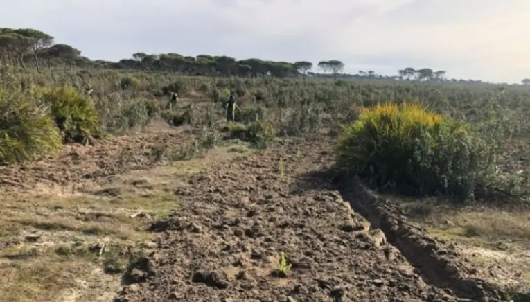 Doñana