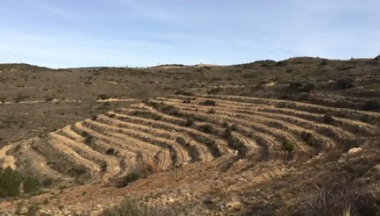 Plantación Sos del Rey Católico