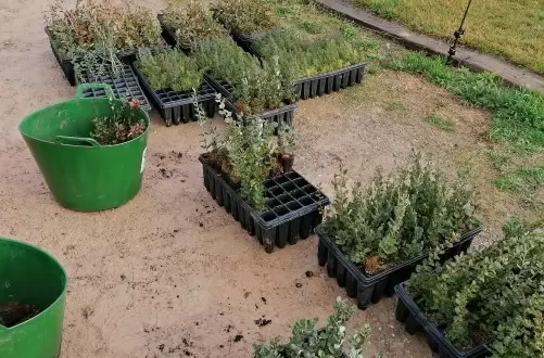 Especies plantadas